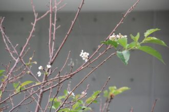 二度咲きの桜