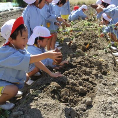 芋掘り（年中）